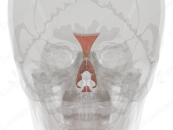 Nasal Muscles
