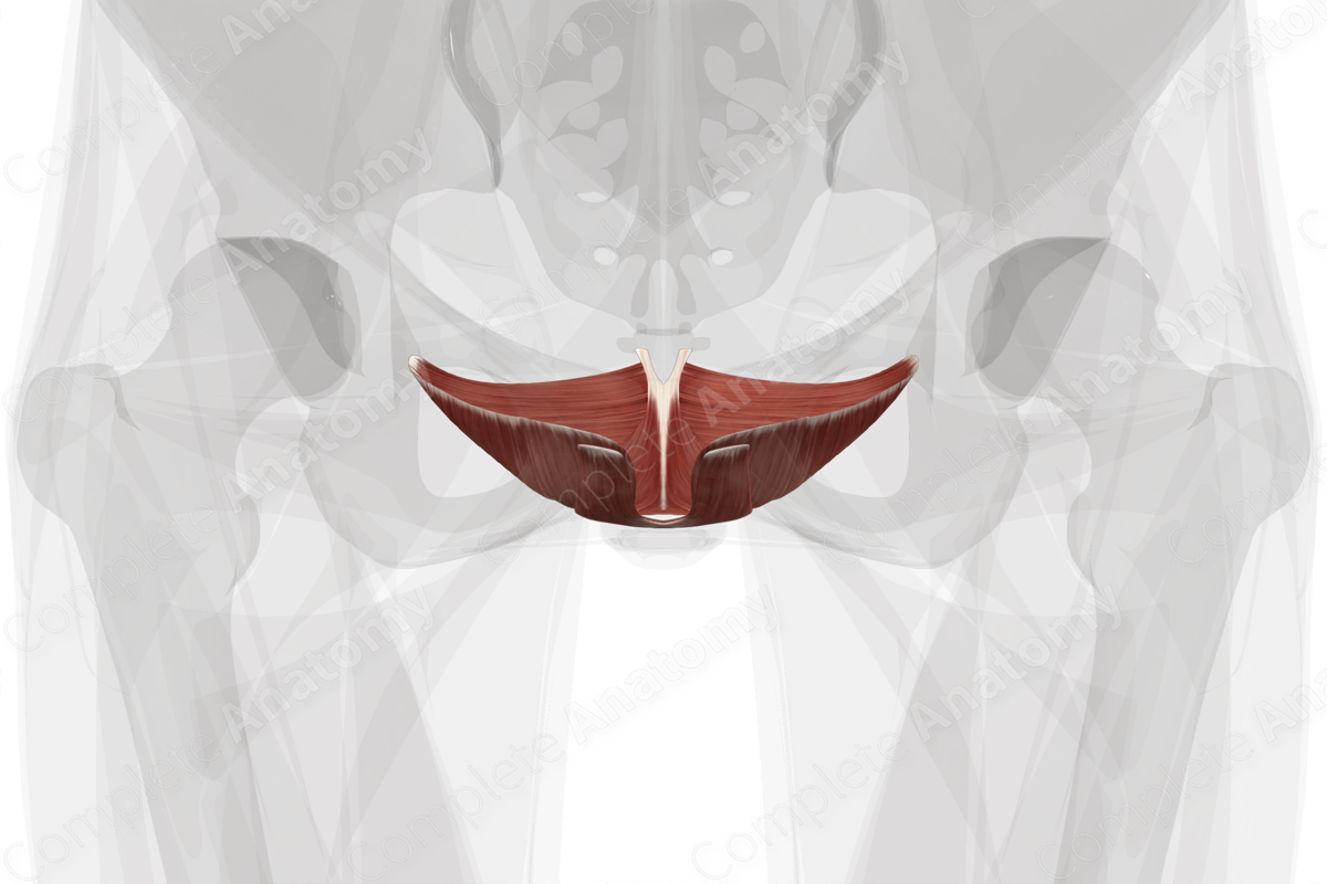 Levator Ani Complete Anatomy