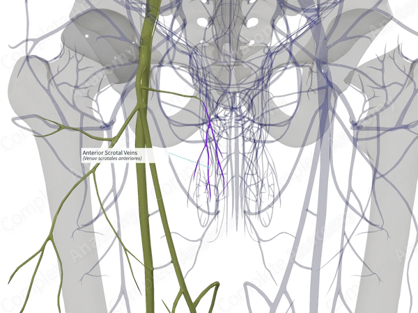 Anterior Scrotal Veins (Right)