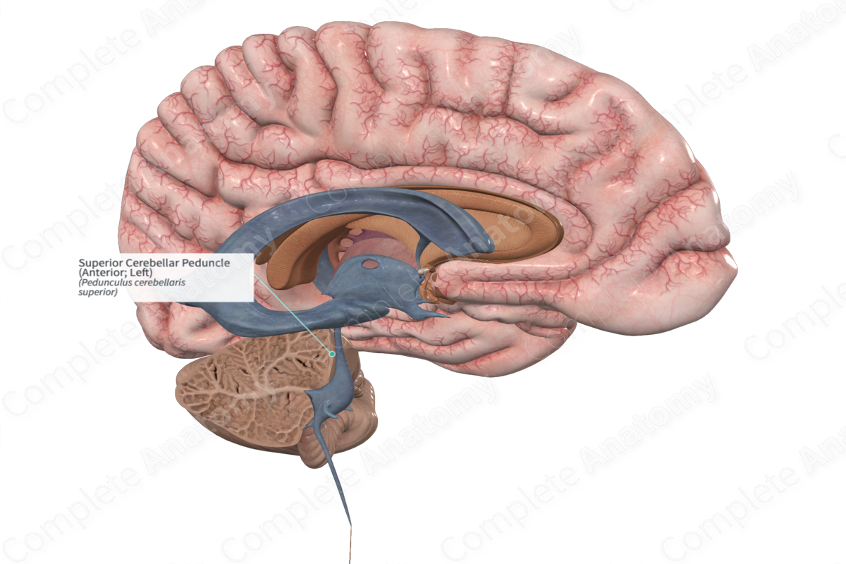 Superior Cerebellar Peduncle (Anterior; Left)