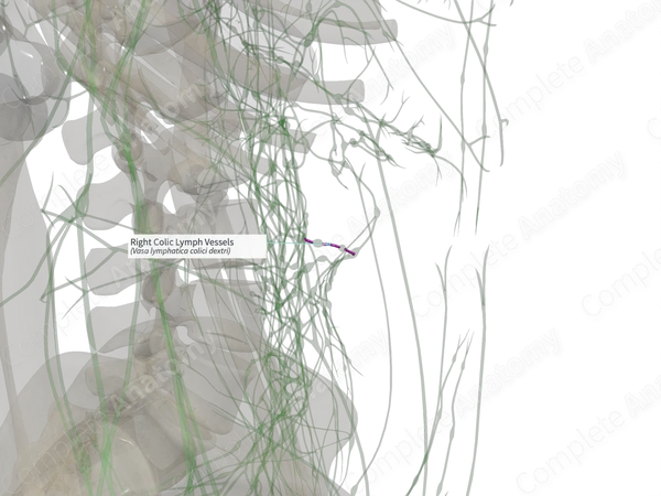 Right Colic Lymph Vessels