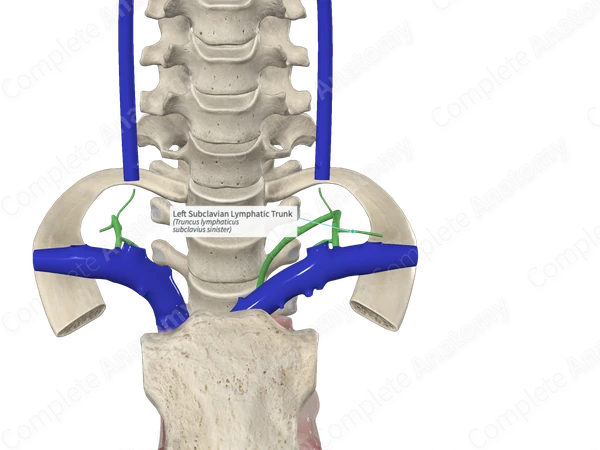 Left Subclavian Lymphatic Trunk