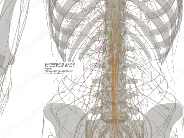 Lateral Branch of Posterior Ramus of Twelfth Thoracic Nerve (Left)