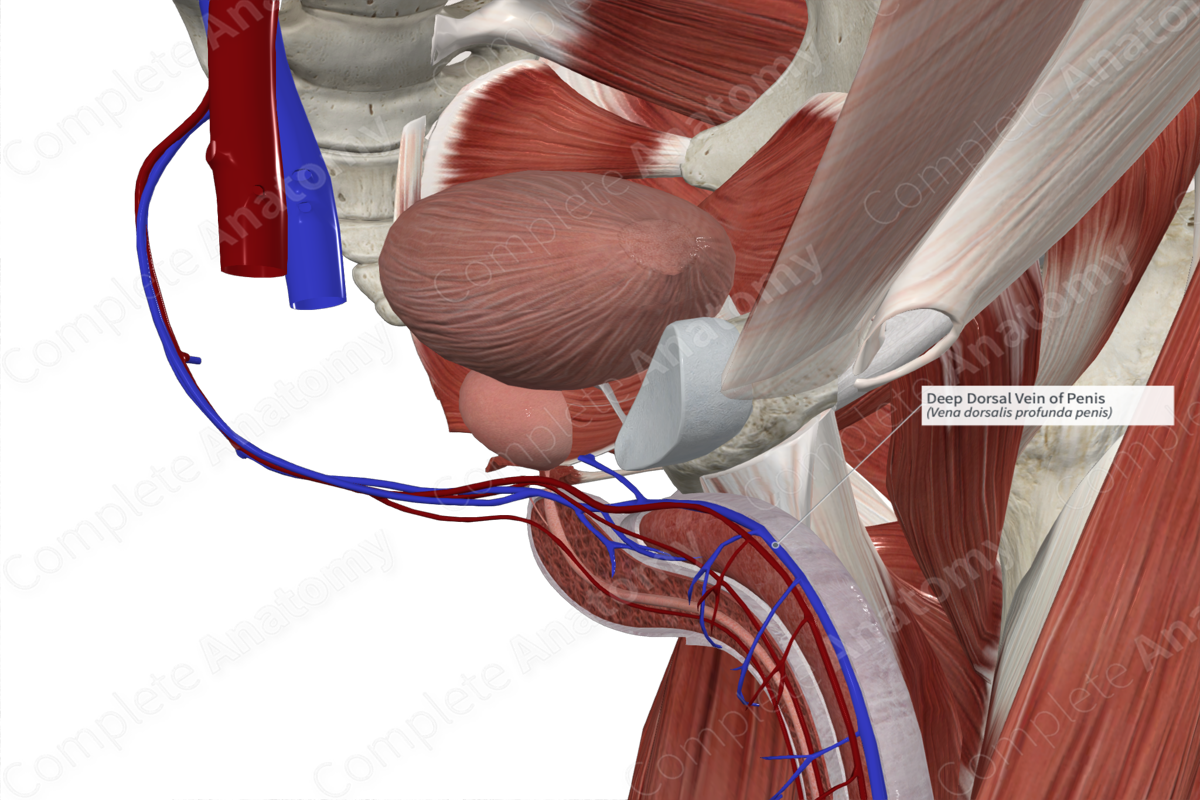 Deep Dorsal Vein of Penis