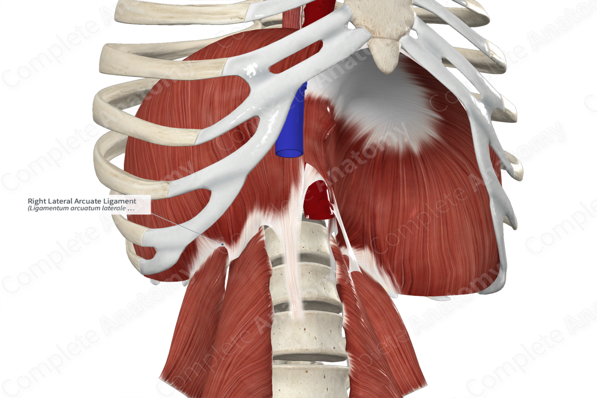 Right Lateral Arcuate Ligament