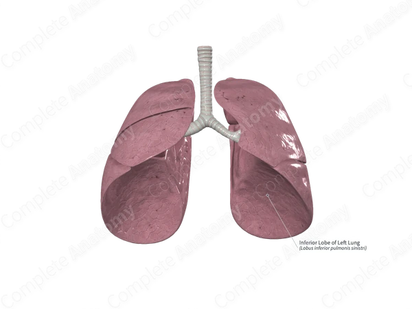 Inferior Lobe of Left Lung