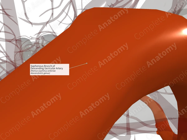 Saphenous Branch of Descending Genicular Artery (Right)