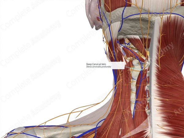 Deep Cervical Vein 