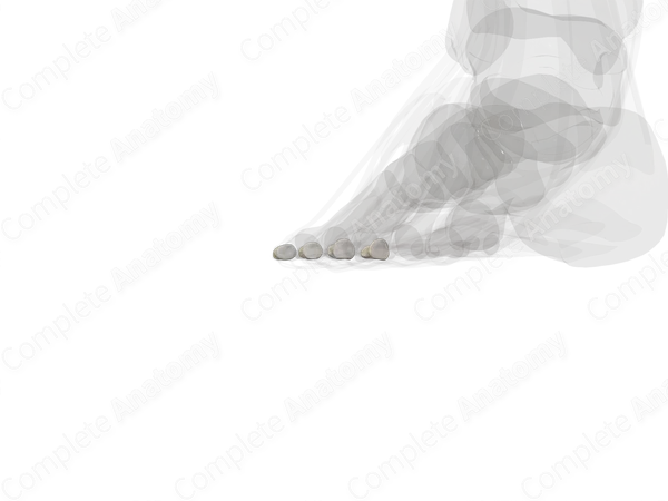 Middle Phalanges of Foot (Left)