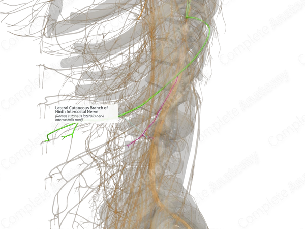 Lateral Cutaneous Branch of Ninth Intercostal Nerve (Right)