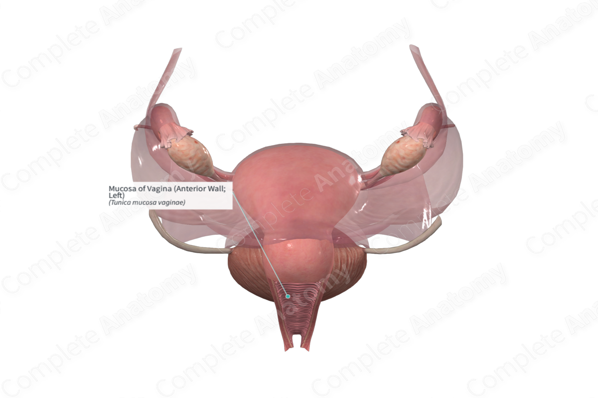 Mucosa of Vagina (Anterior Wall; Left)