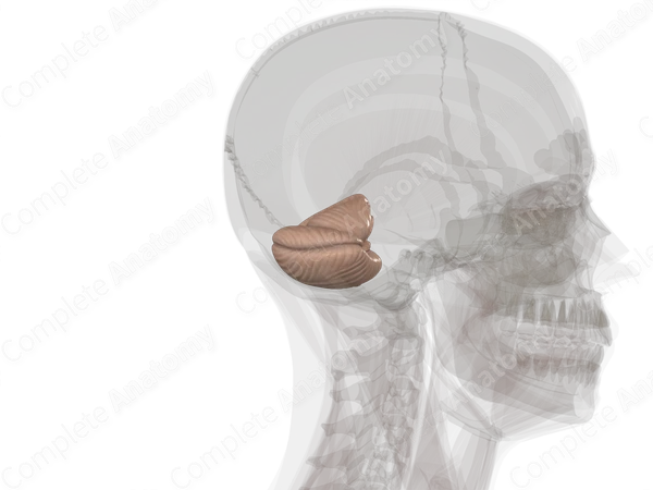 Cerebellum