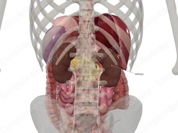 Fibrous Capsule of Kidney (Posterior; Right)