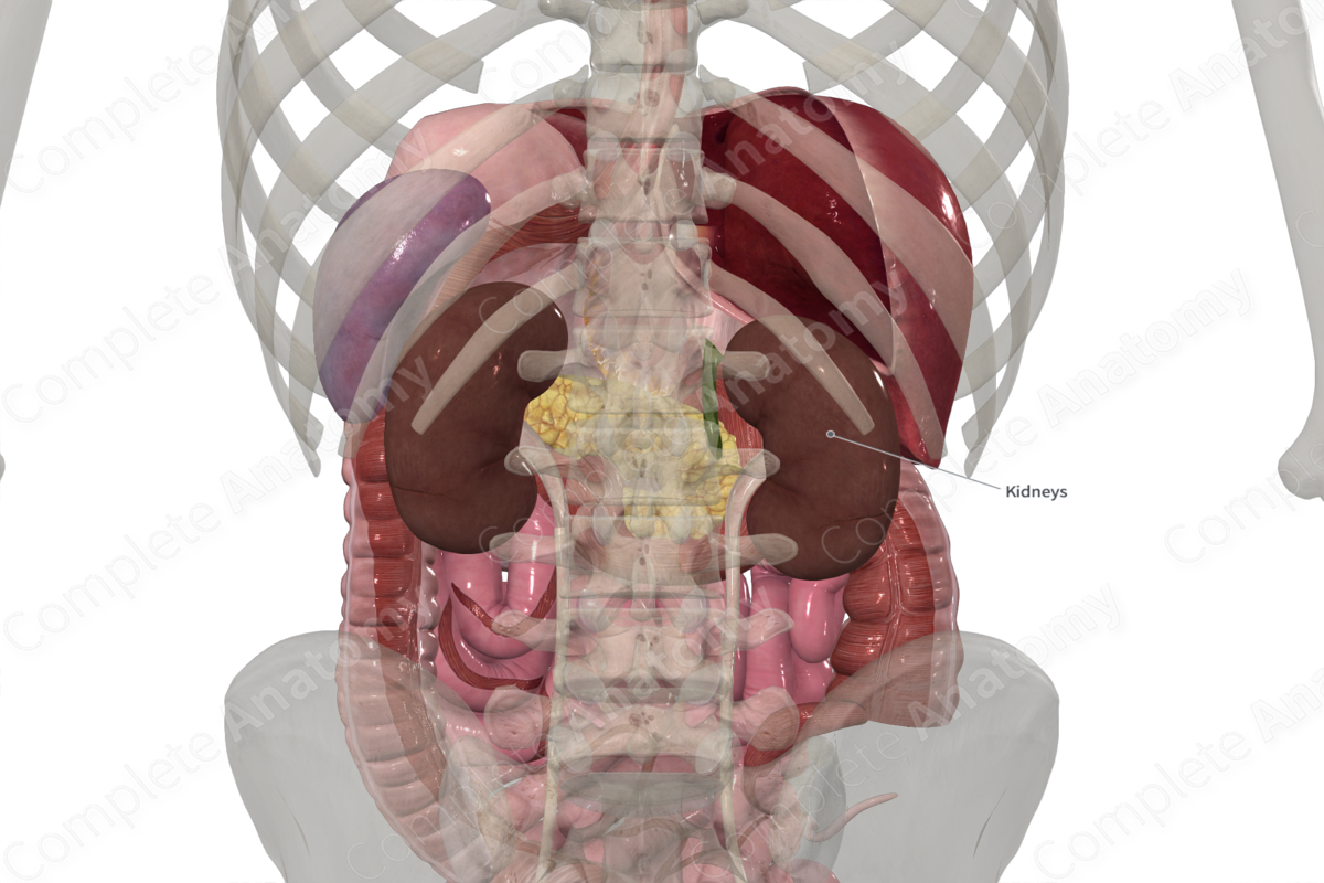 Fibrous Capsule of Kidney (Posterior; Right)
