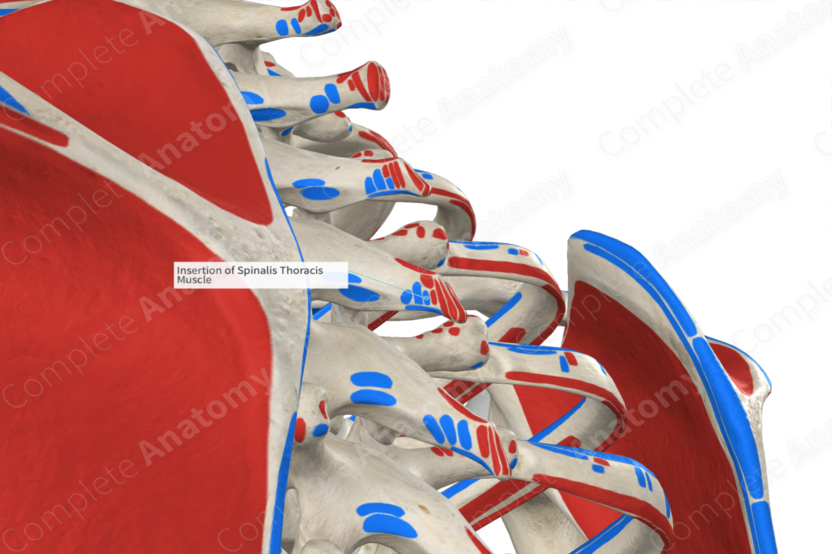 Insertion of Spinalis Thoracis Muscle