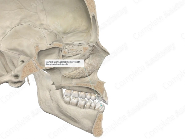 Mandibular Lateral Incisor Tooth