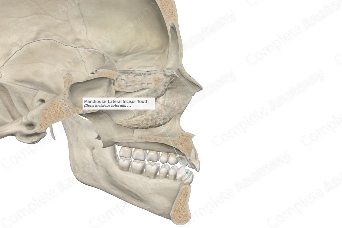 Mandibular Lateral Incisor Tooth 