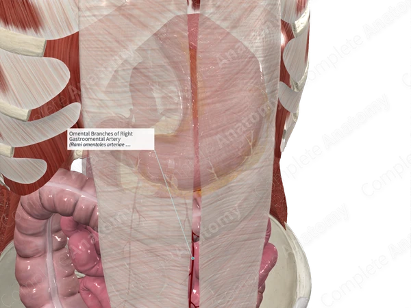 Omental Branches of Right Gastroomental Artery