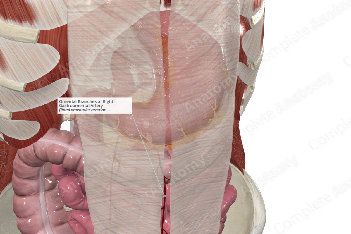 Omental Branches of Right Gastroomental Artery