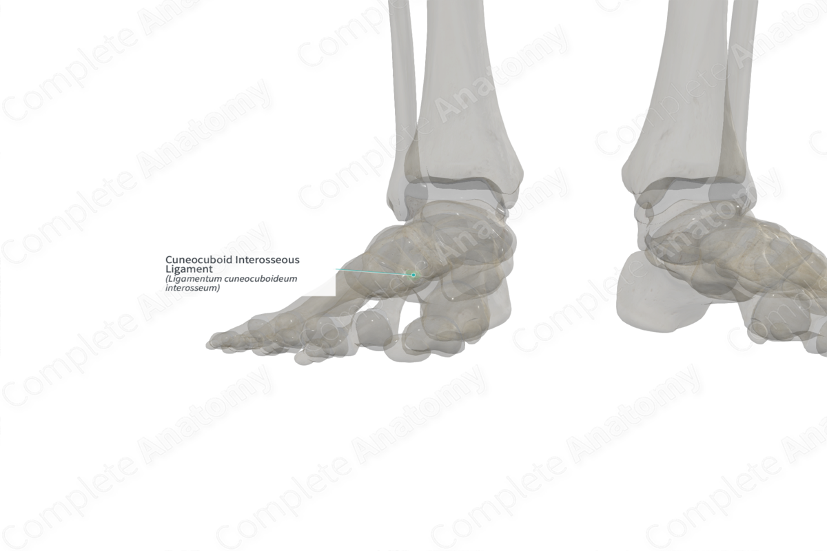 Cuneocuboid Interosseous Ligament (Left) Complete Anatomy