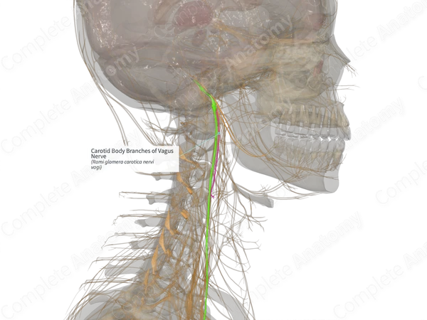 Carotid Body Branches of Vagus Nerve (Left)