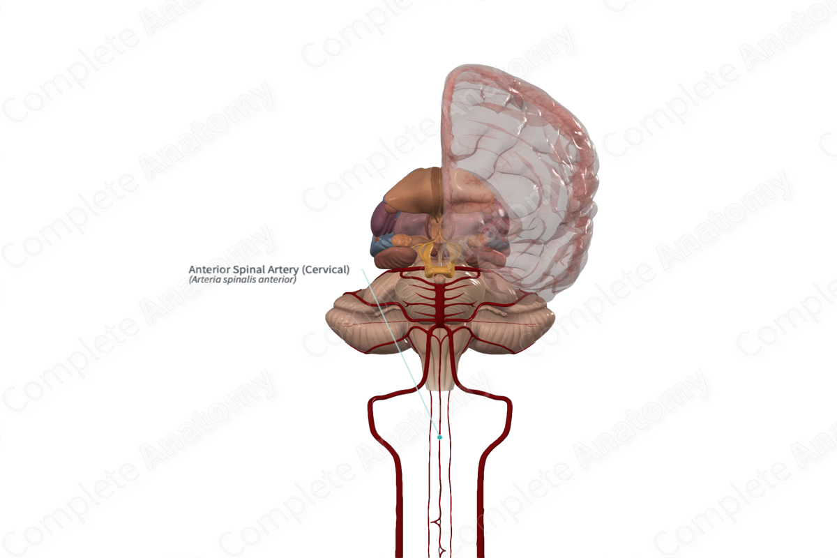 Anterior Spinal Artery (Cervical)