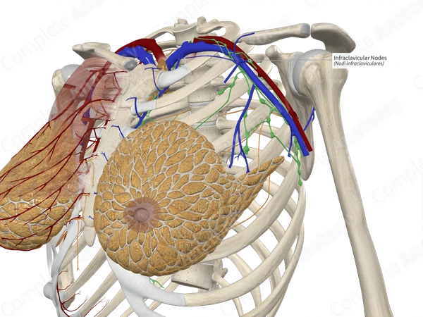 Infraclavicular Nodes