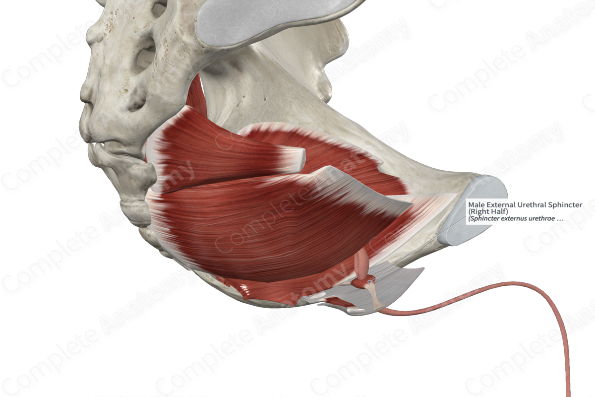 Male External Urethral Sphincter (Left Half)