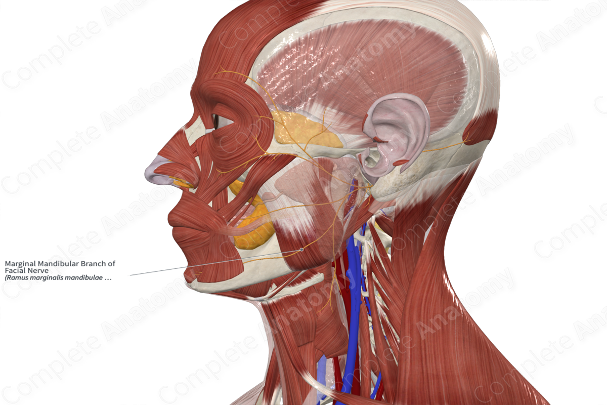 Marginal Mandibular Branch of Facial Nerve Complete Anatomy