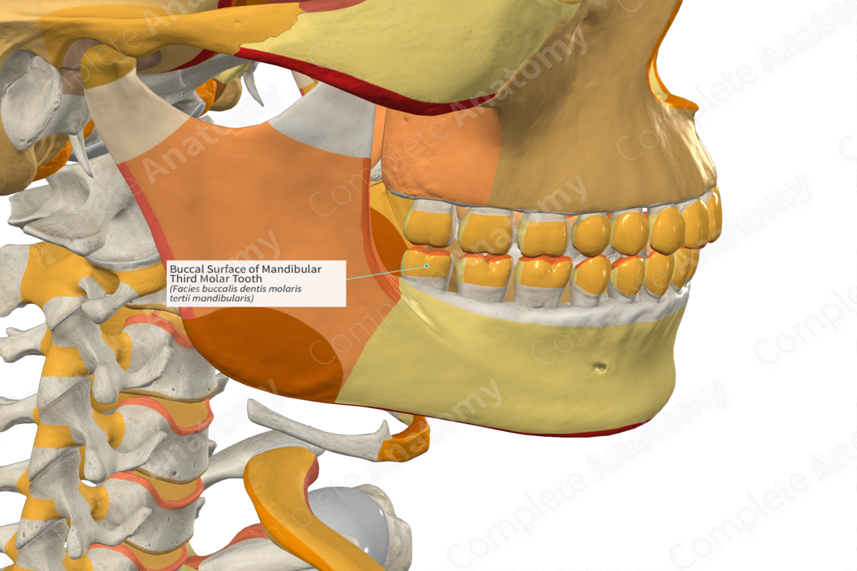 Buccal Surface of Mandibular Third Molar Tooth