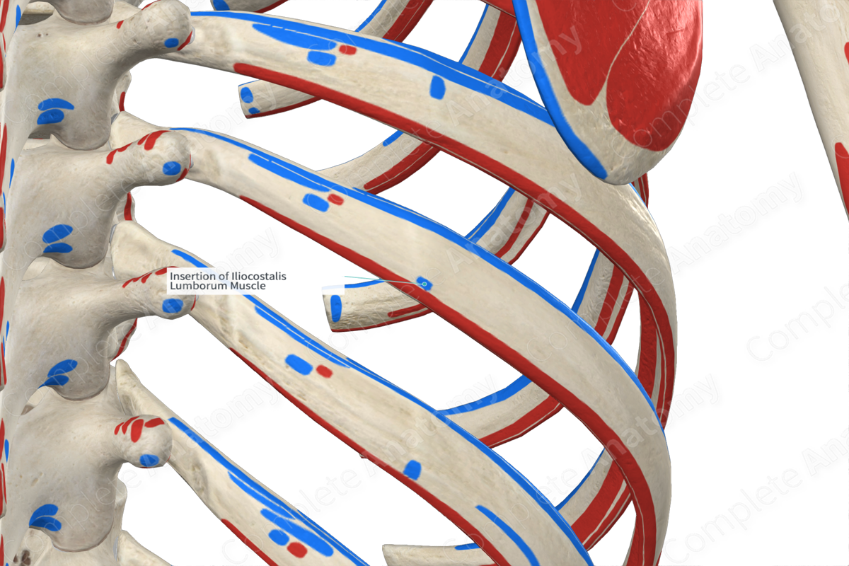 Insertion of Iliocostalis Lumborum Muscle