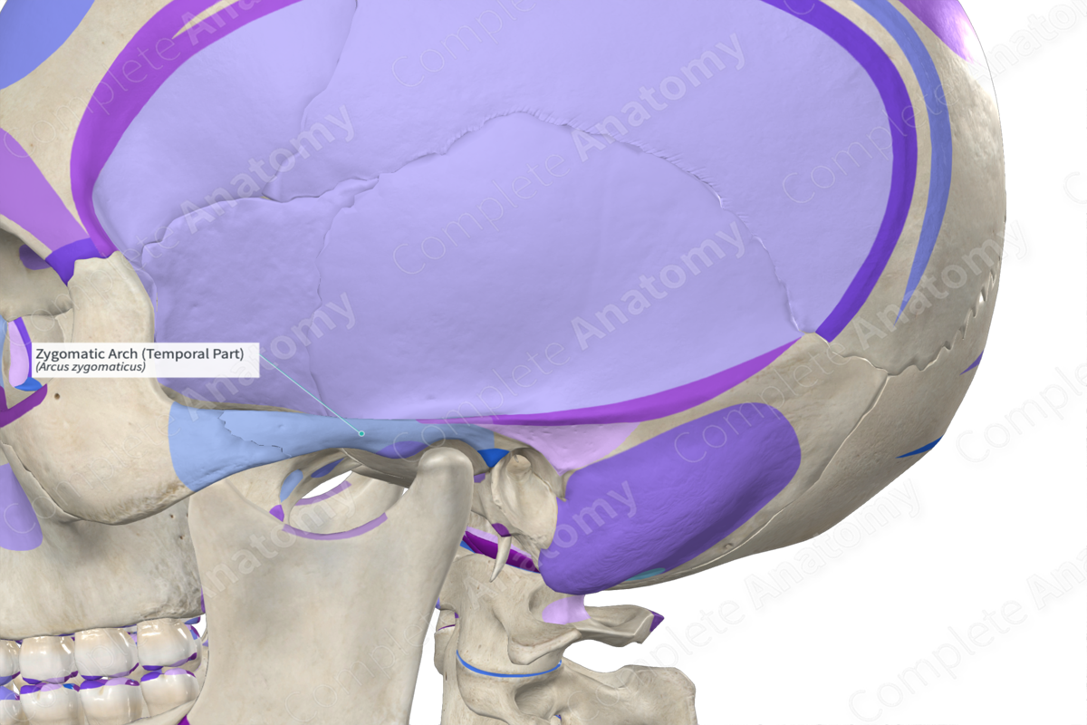 Zygomatic Arch (Temporal Part)