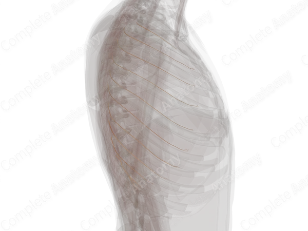 Collateral Branches of Intercostal Nerves (Left)