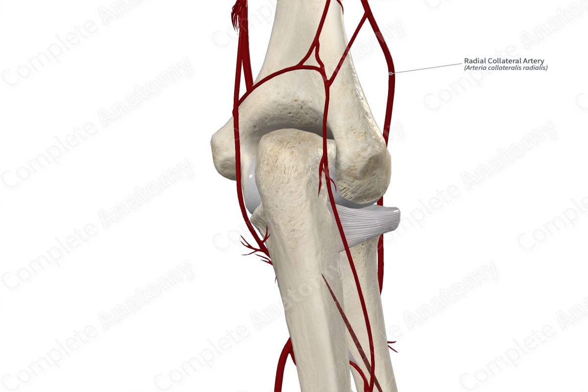 Radial Collateral Artery 