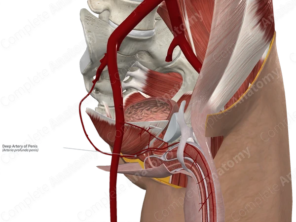 Deep Artery of Penis