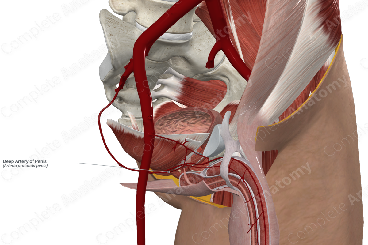 Deep Artery of Penis 