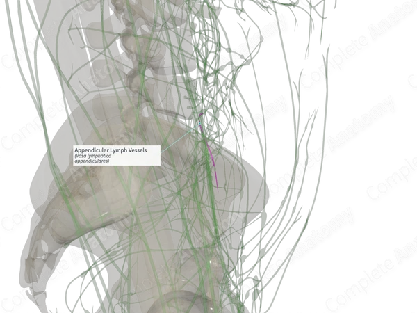 Appendicular Lymph Vessels