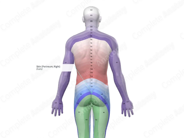 Skin (Perineum; Right)