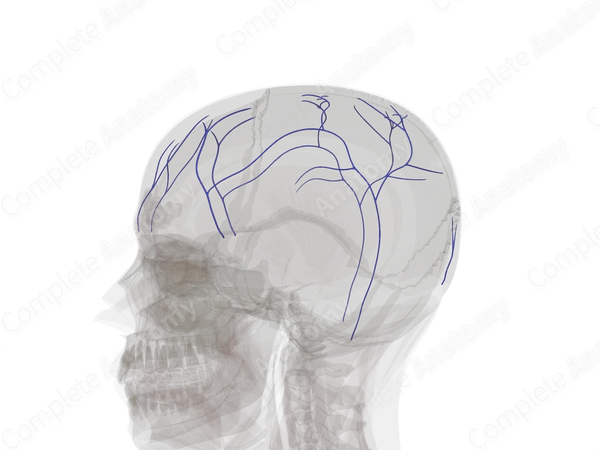Diploic Veins