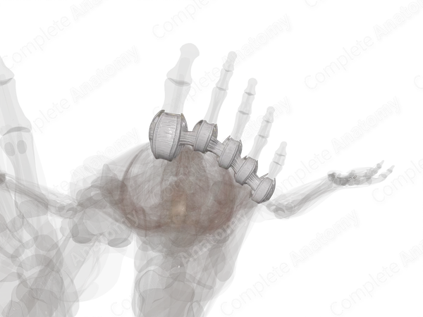 Metatarsophalangeal Joints (Left)