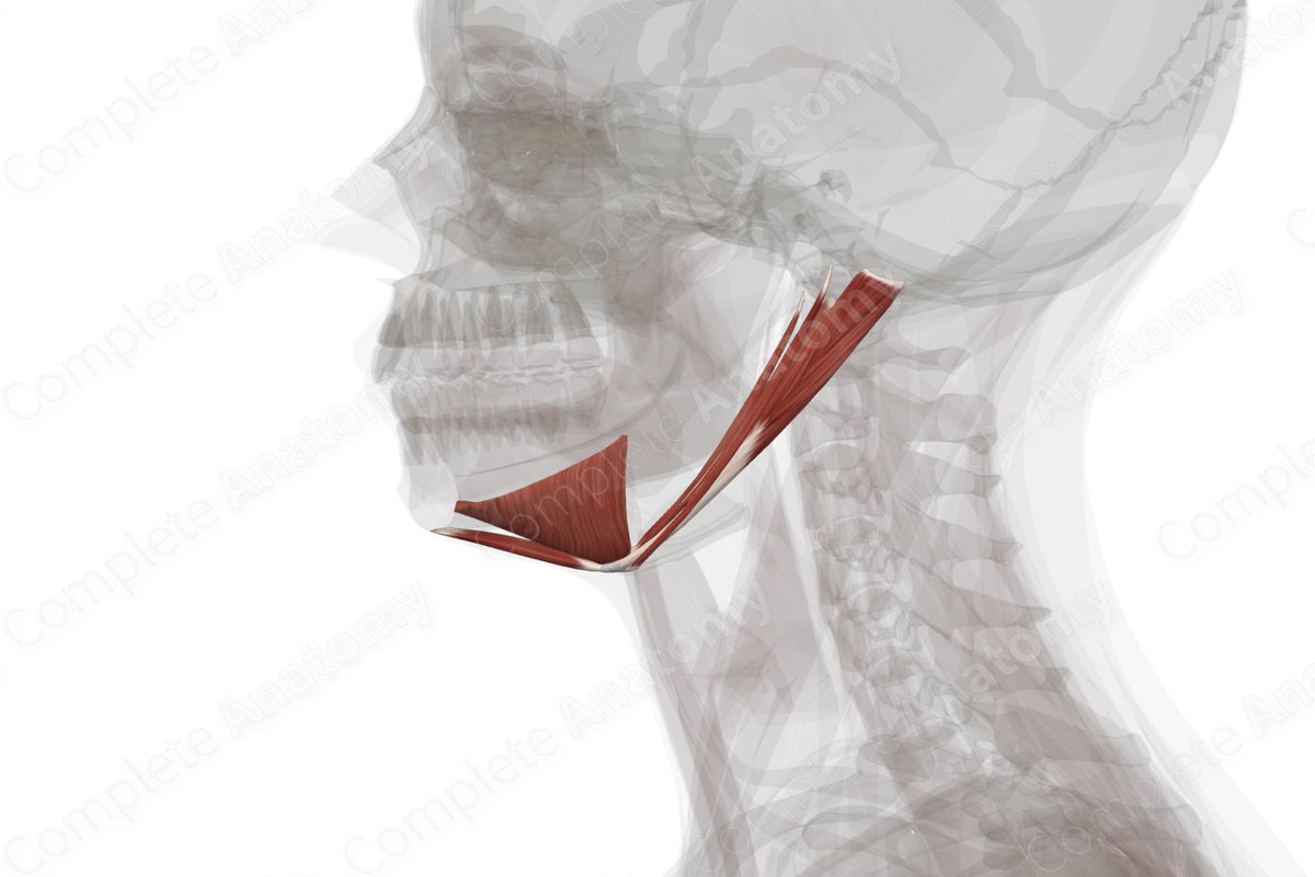 Suprahyoid Muscles