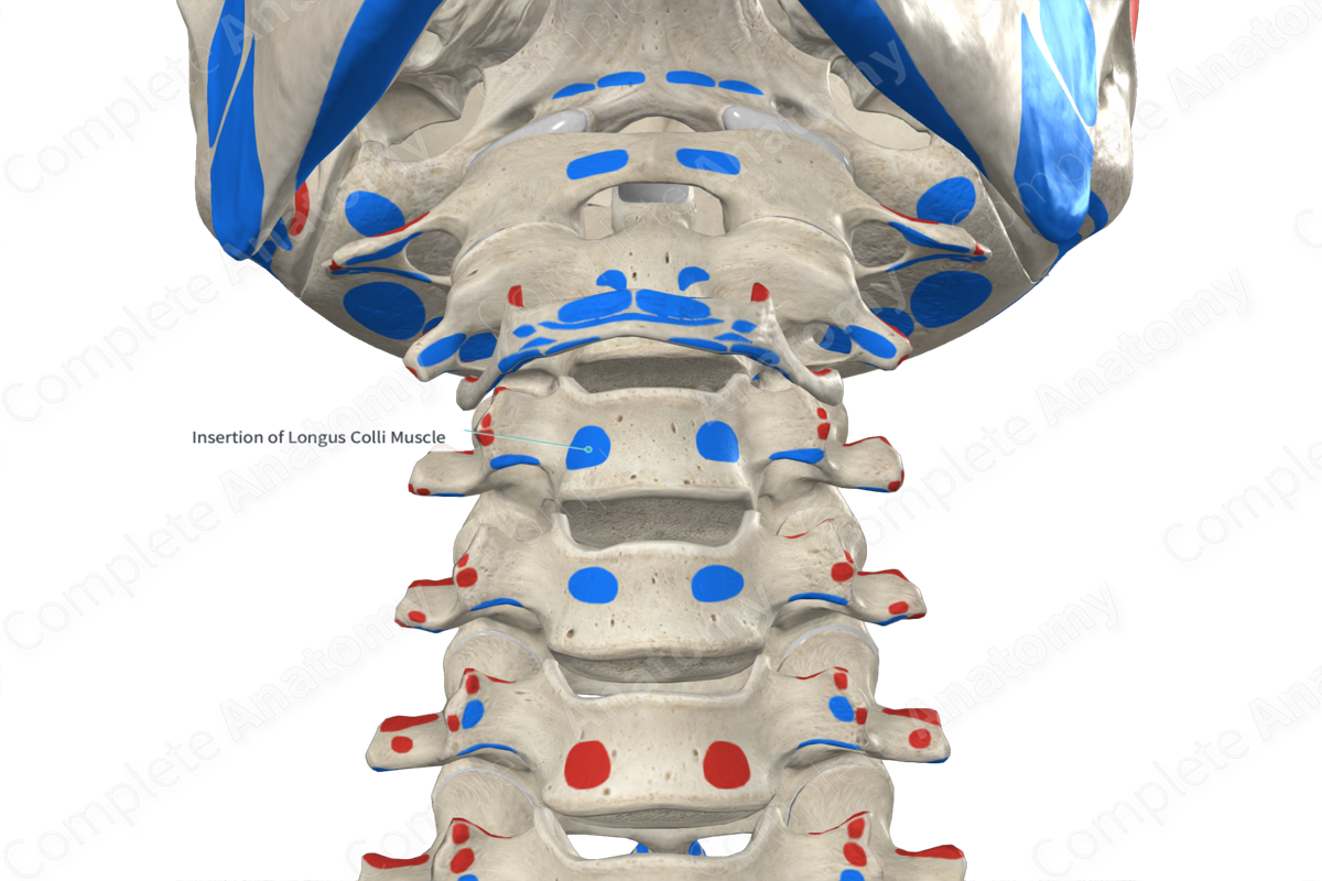 Insertion of Longus Colli Muscle