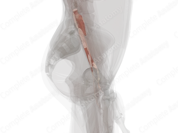 Deep Part of Posterior Compartment of Forearm (Left)