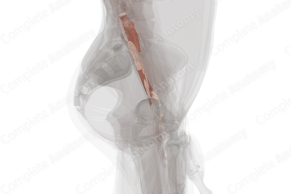 Deep Part of Posterior Compartment of Forearm (Left)
