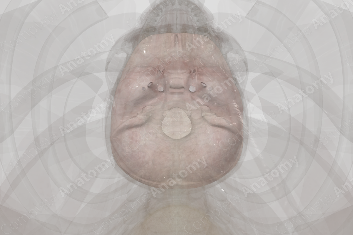 Periosteal Cranial Dura