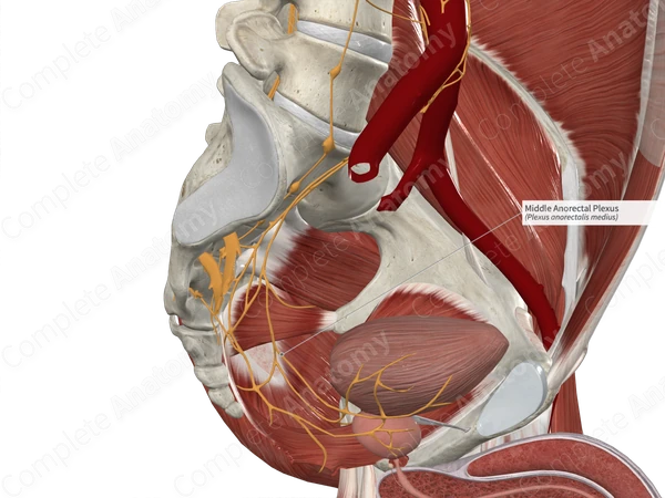 Middle Anorectal Plexus