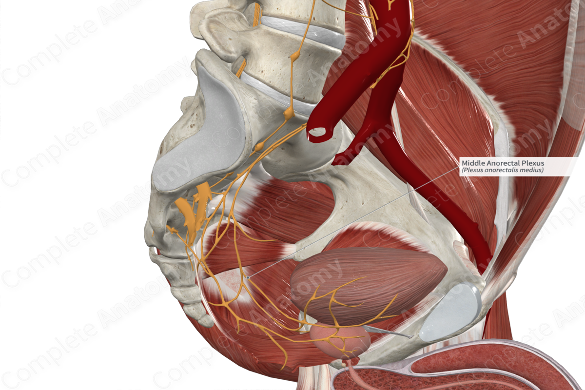 Middle Anorectal Plexus 