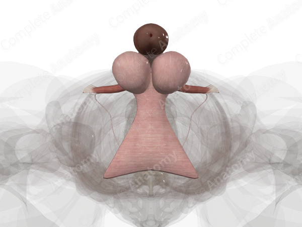 Male Genital System