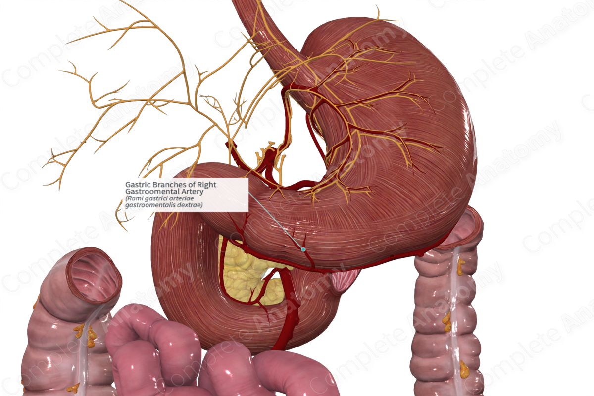 Gastric Branches of Right Gastroomental Artery