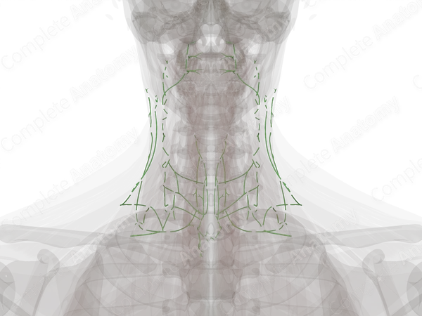 Lymph Vessels of Neck